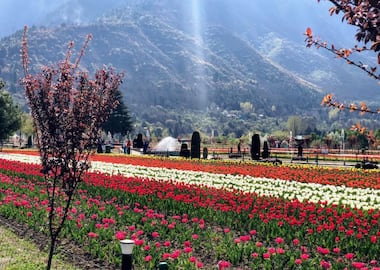 Misty Srinagar  With Free Photoshoot